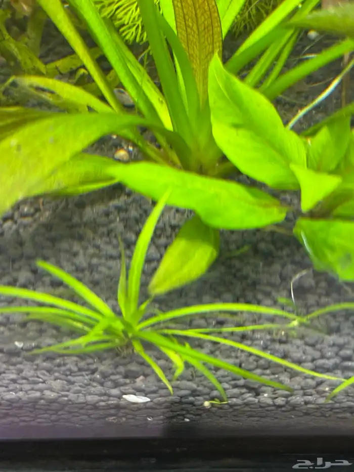 احواض سمك aquarium مزروعة  ونباتات مائية   تصاميم إحترافية 53