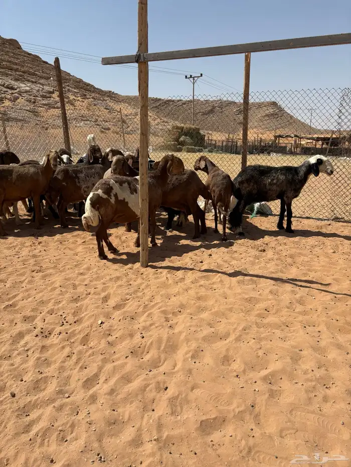 غنم مهجنات العدد16 6