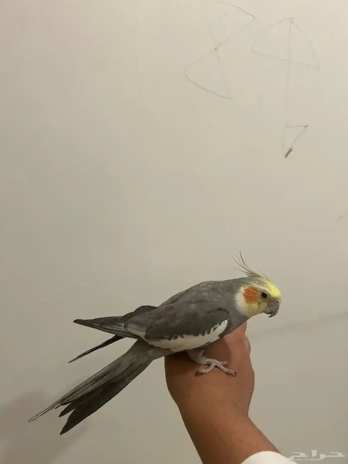 كروان متكلم اليف 0