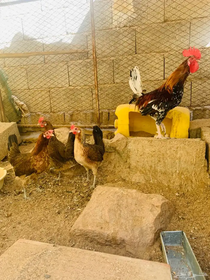 ديك و3 دجاج عربي 0