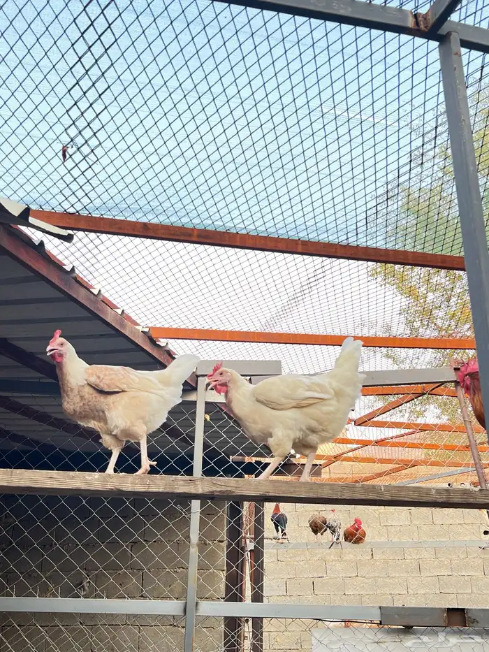 دجاجتين فرنسية للبيع 2