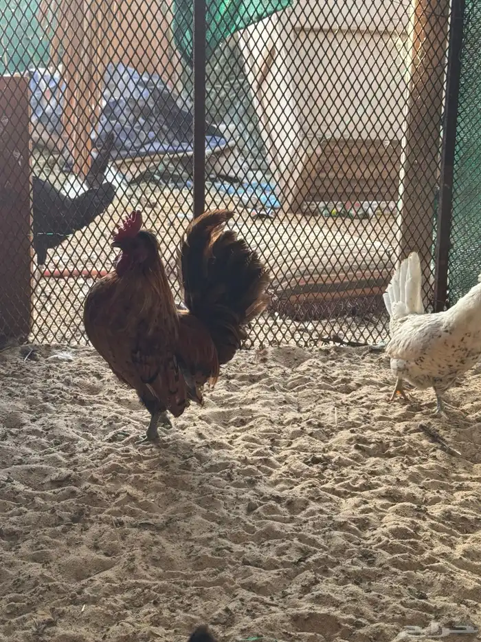 دجاج حباحب 0