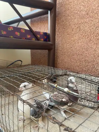 حمام حب الرمان index