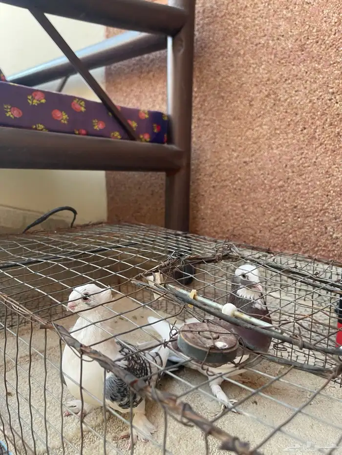 حمام حب الرمان 3