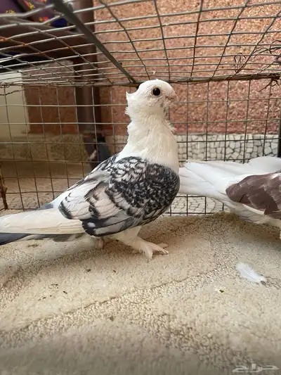 حمام حب الرمان index