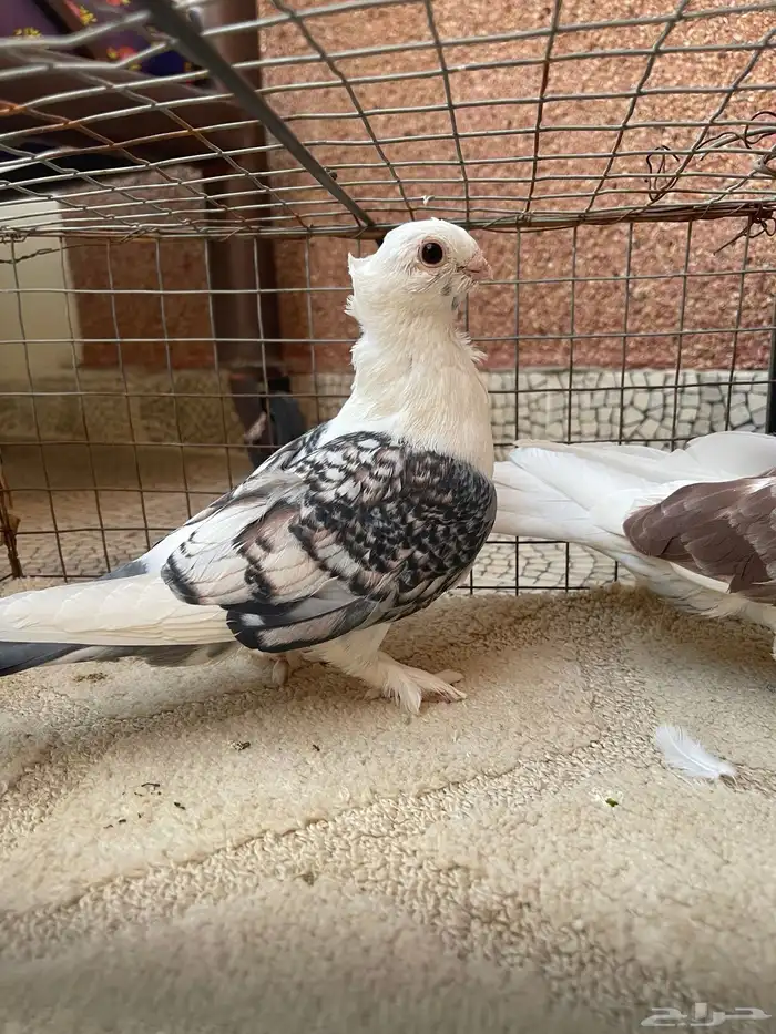 حمام حب الرمان 0