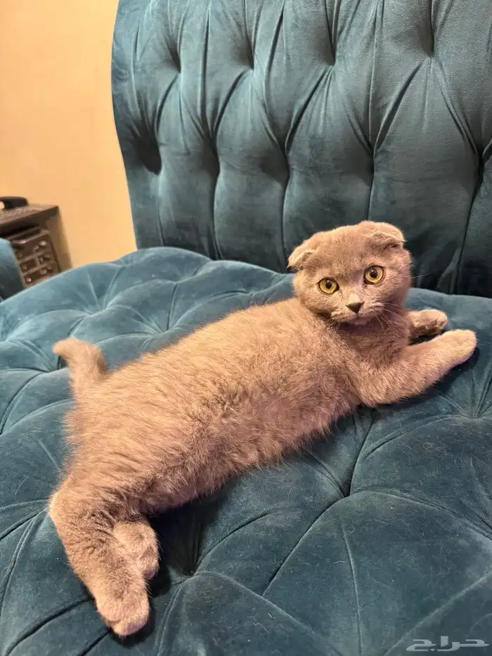 قط ذكر سكوتش فولد 0