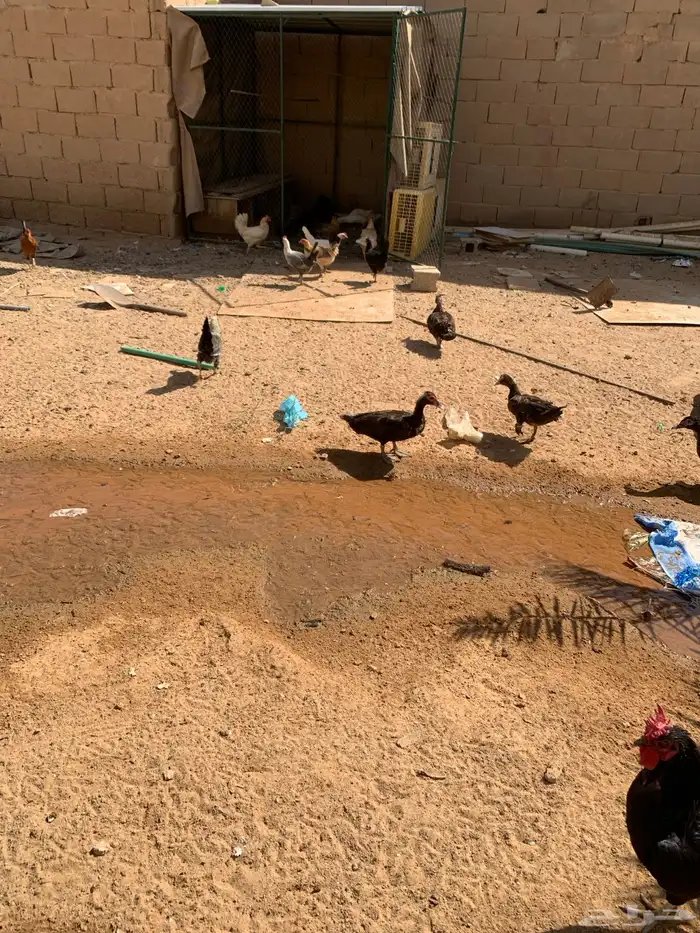 دجاج وبط بح 1