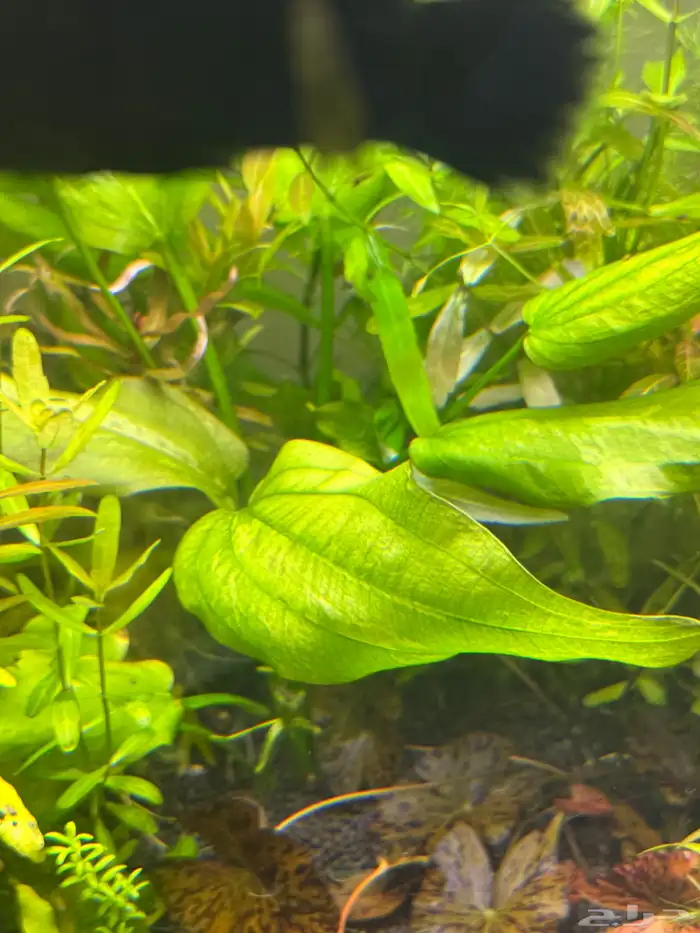 احواض سمك aquarium مزروعة  ونباتات مائية   تصاميم إحترافية 24