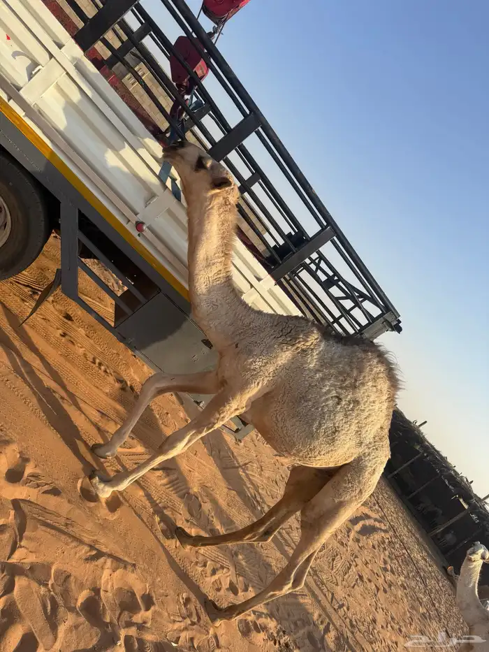 قعود كفو على حليب امه 0