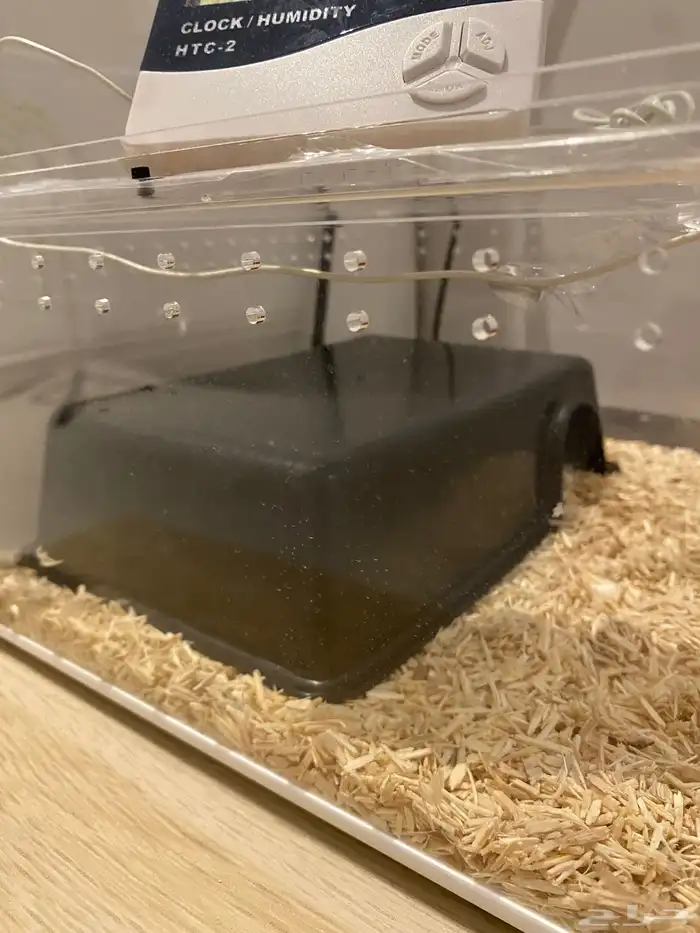 بول بايثون للبيع 4