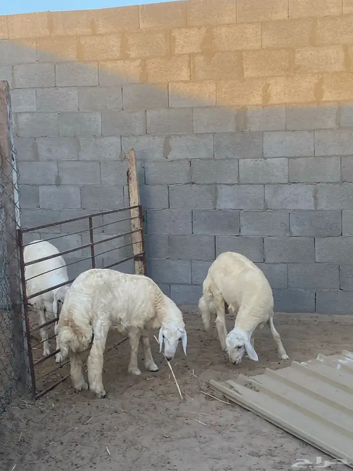 خروفين فلل الفلل اعمارها تقريبا حول سته اشهور تزيد تنقص 0