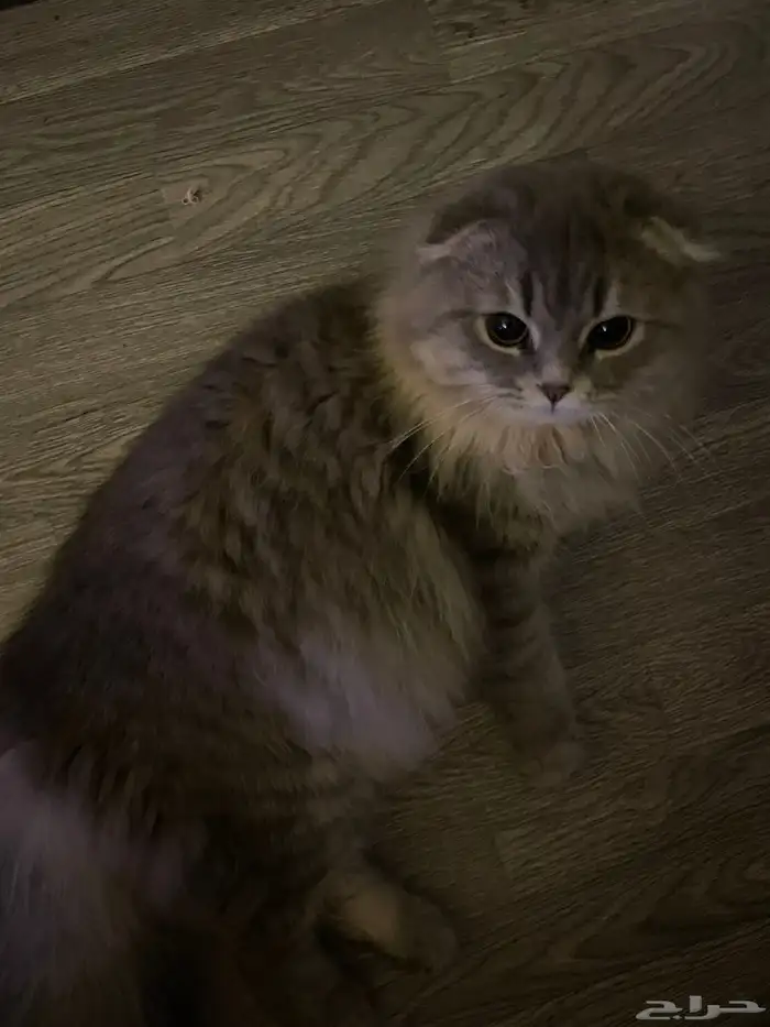 قط ذكر شيرازي مفقود 2