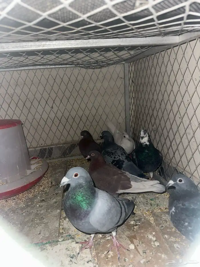 حمام قطيفي وزاجل وقلاب البيع جمله 0