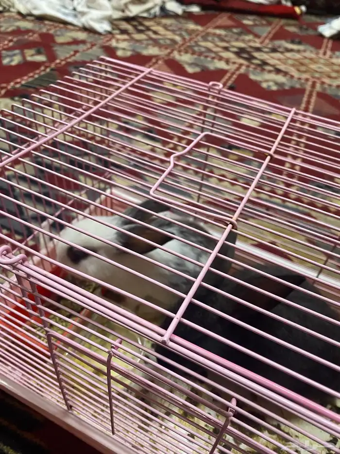 ارانب للبيع 1