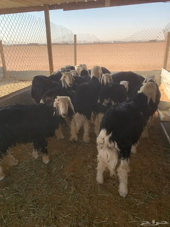 طليان نجد كفو للبيع العدد 15 1