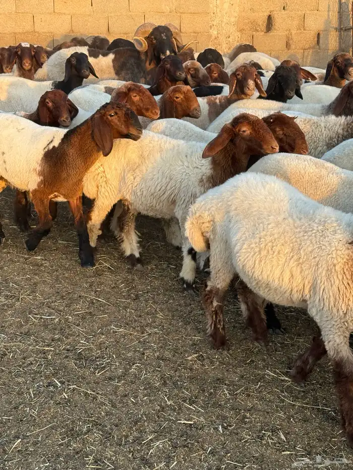 جذعات نعيم 10