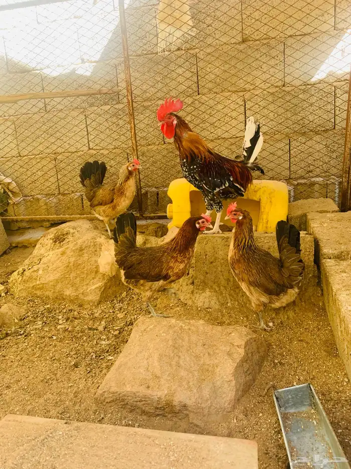 ديك و3 دجاج عربي 6