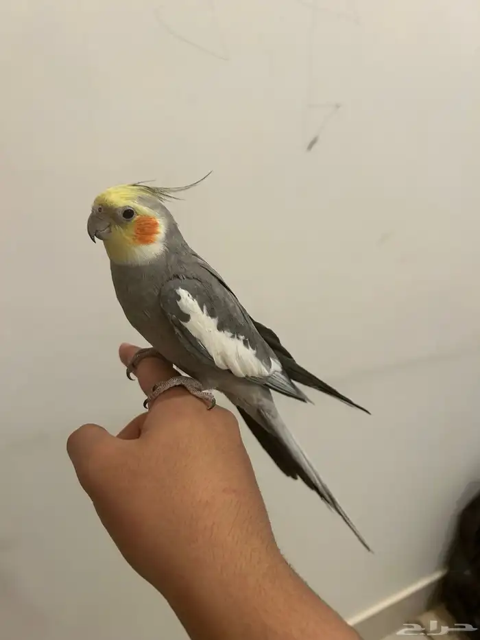 كروان متكلم اليف 2