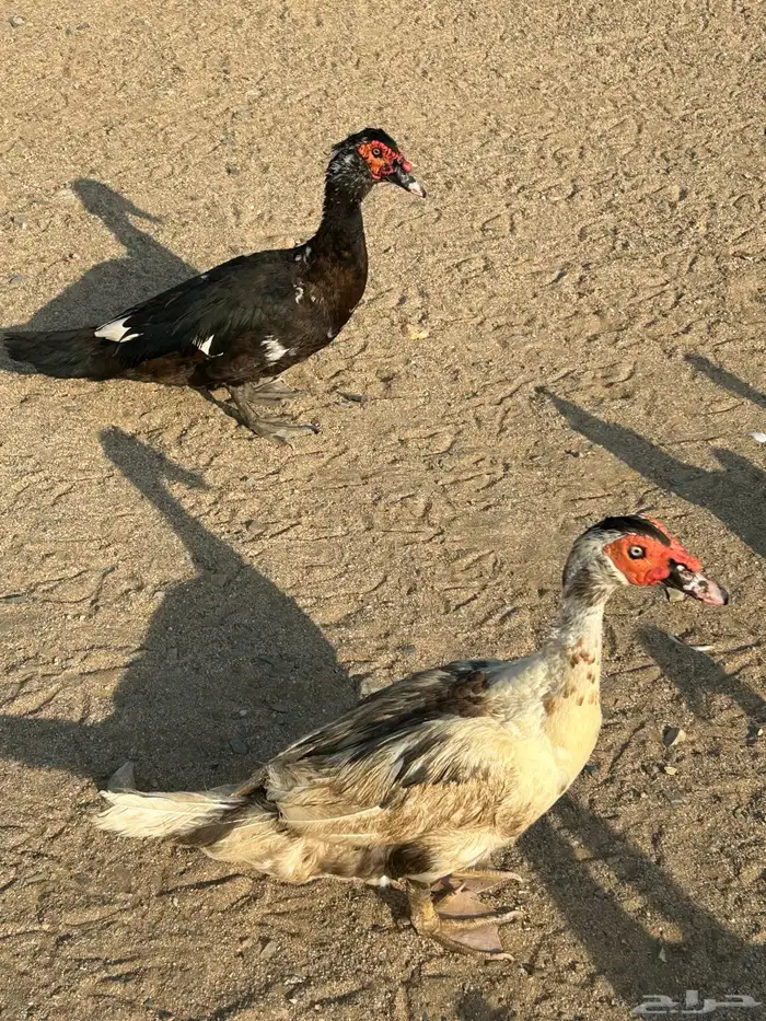 بط ذكرين وانثي 0