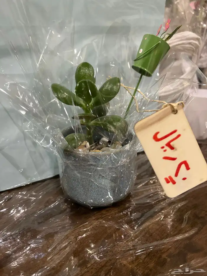 نباتات مشروع جامعي 4