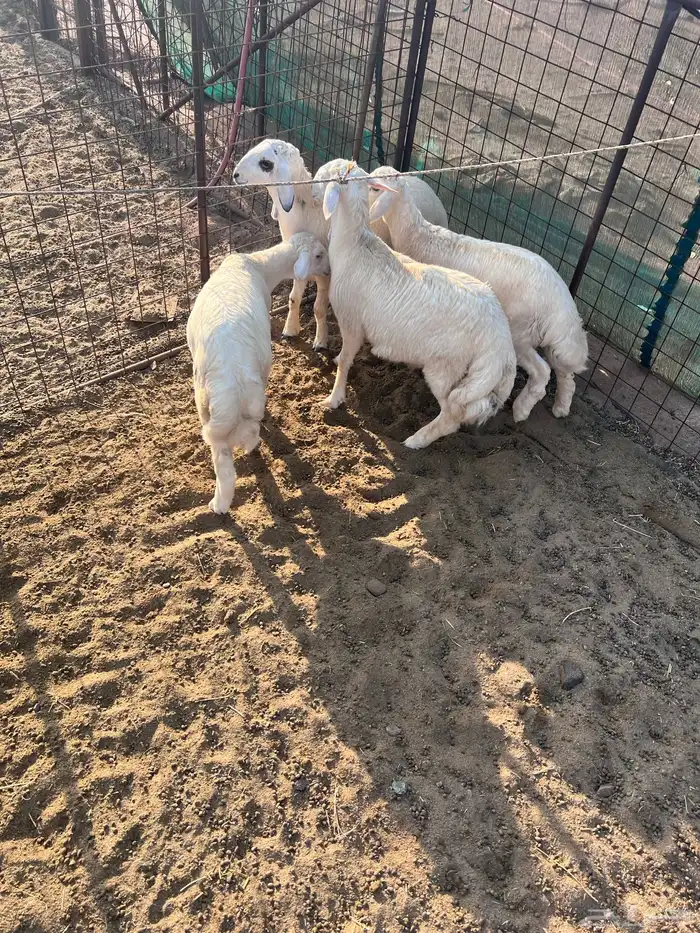 طليان جذعان 1