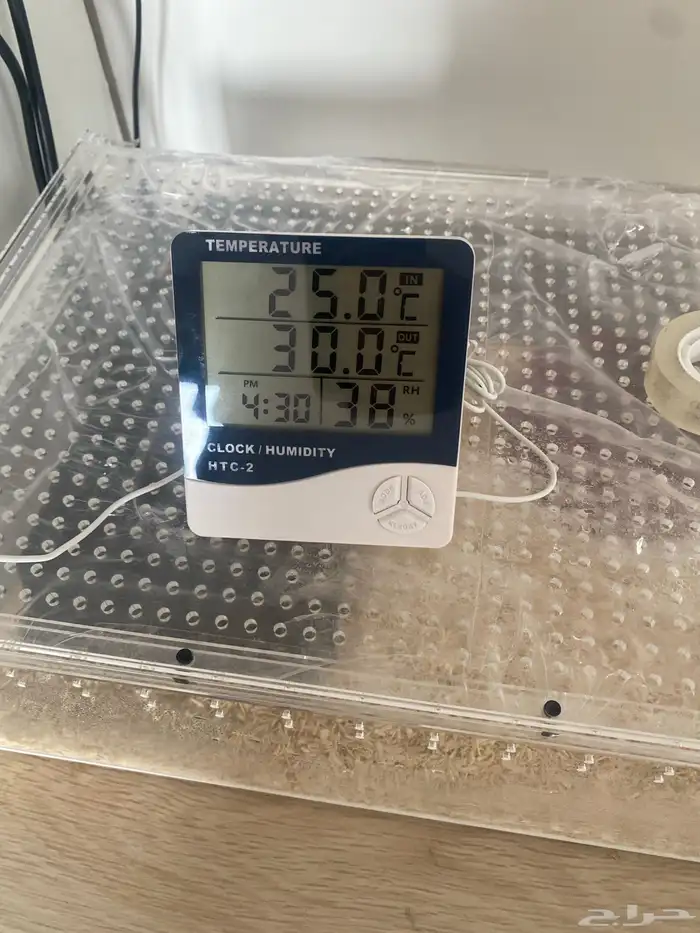 بول بايثون للبيع 5