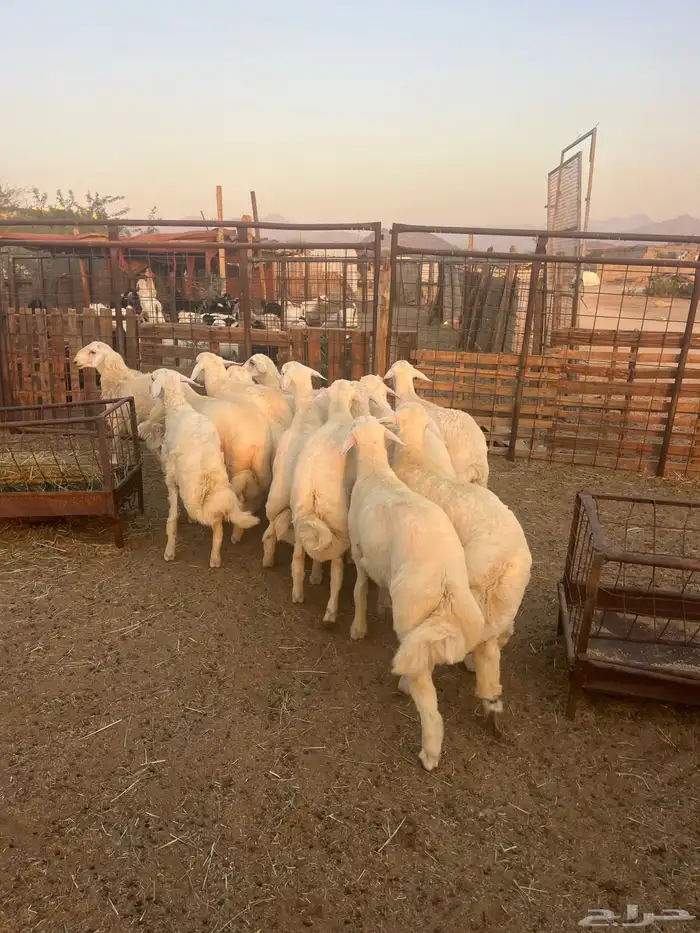 طليان حريه مع الذبح وتوصيل207تقيم إيجابي ولله الحمد 10