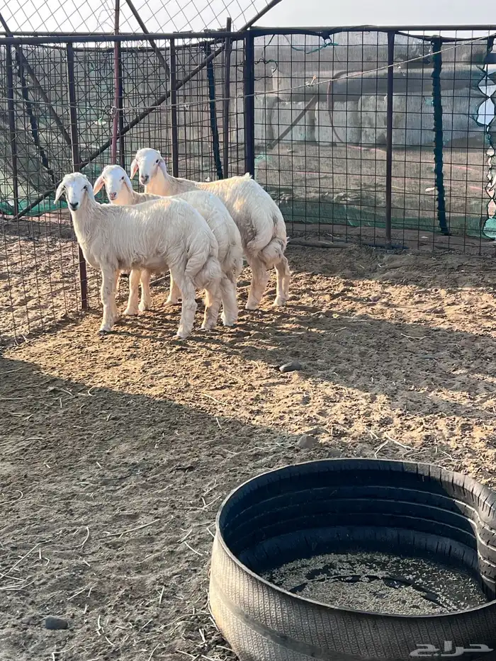 طليان جذعان 15