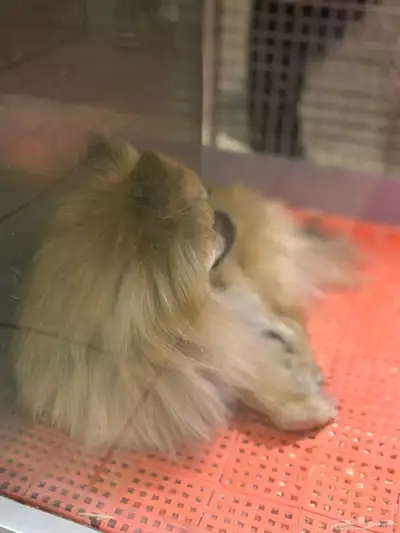 كلب بومرينيان للبيع index