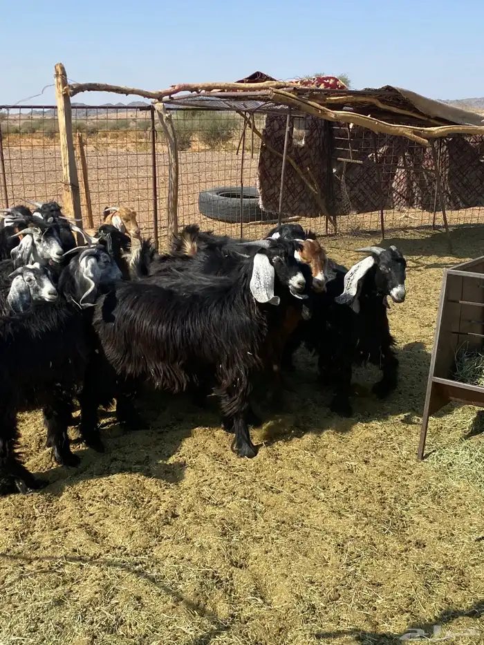 تيوس طيبات 9