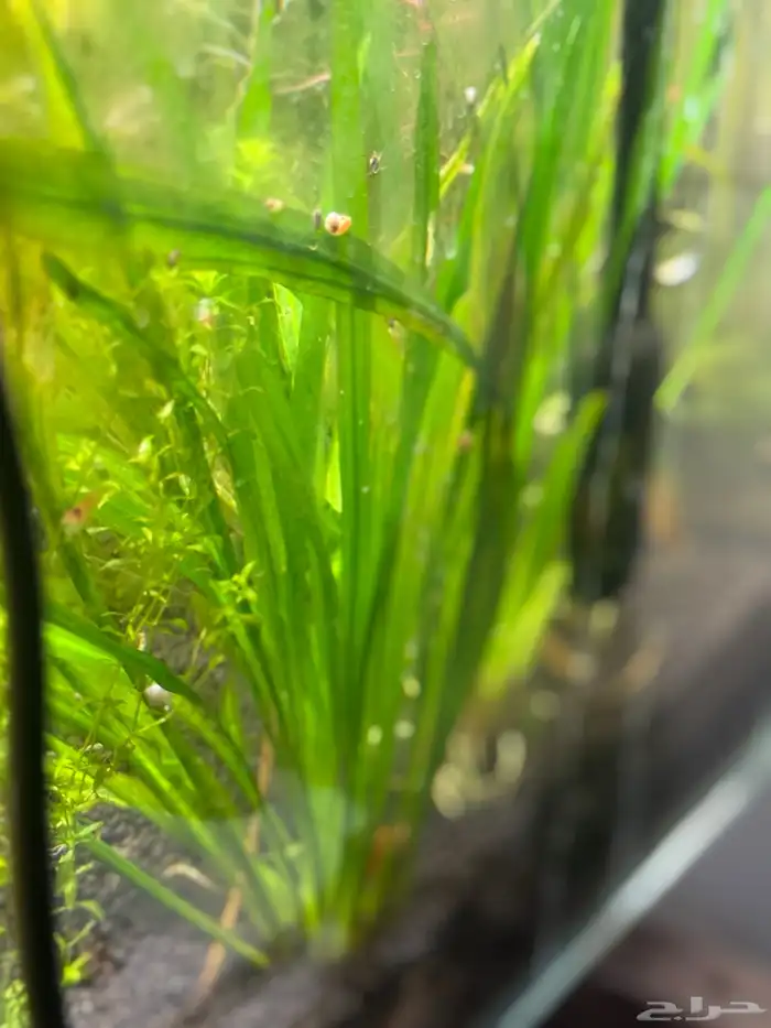 احواض سمك aquarium مزروعة  ونباتات مائية   تصاميم إحترافية 35