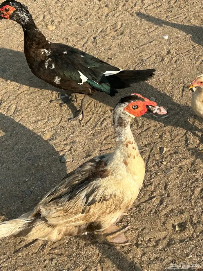 بط ذكرين وانثي 2