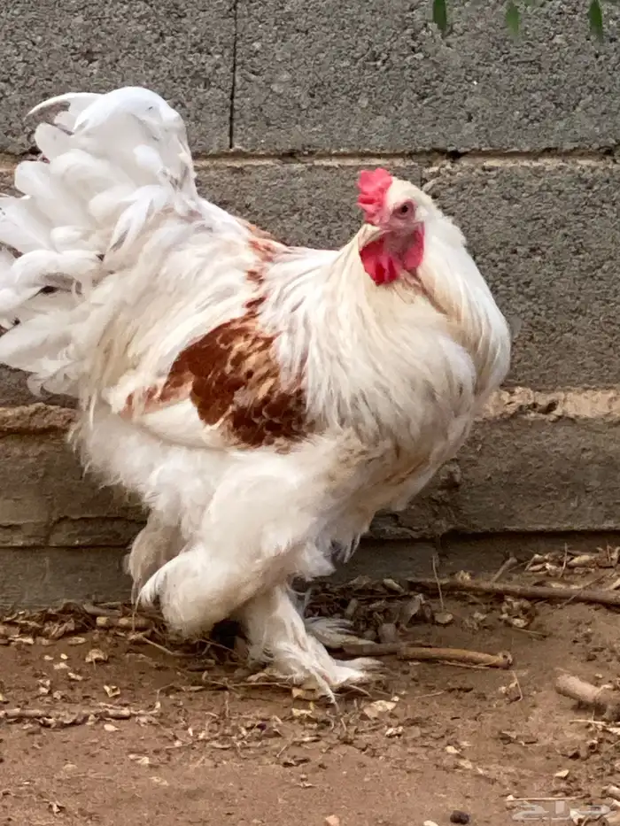 ديك براهما للبيع 0