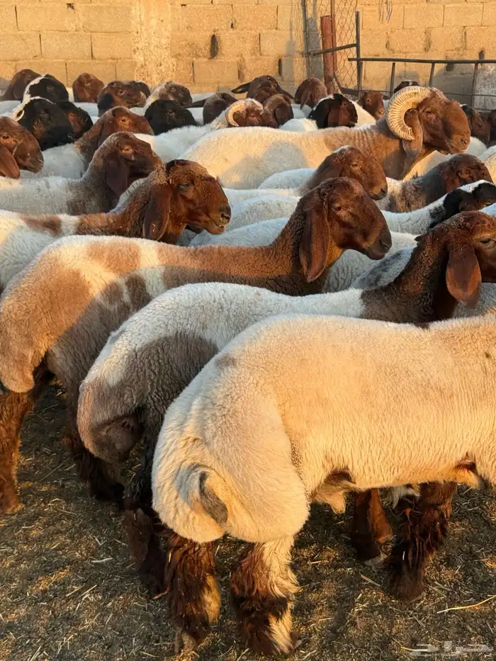 جذعات نعيم 8