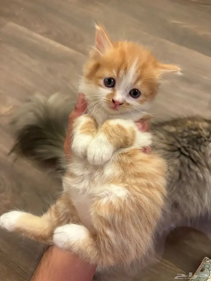 قطط كيتنز للبيع بسعر رمزي 1