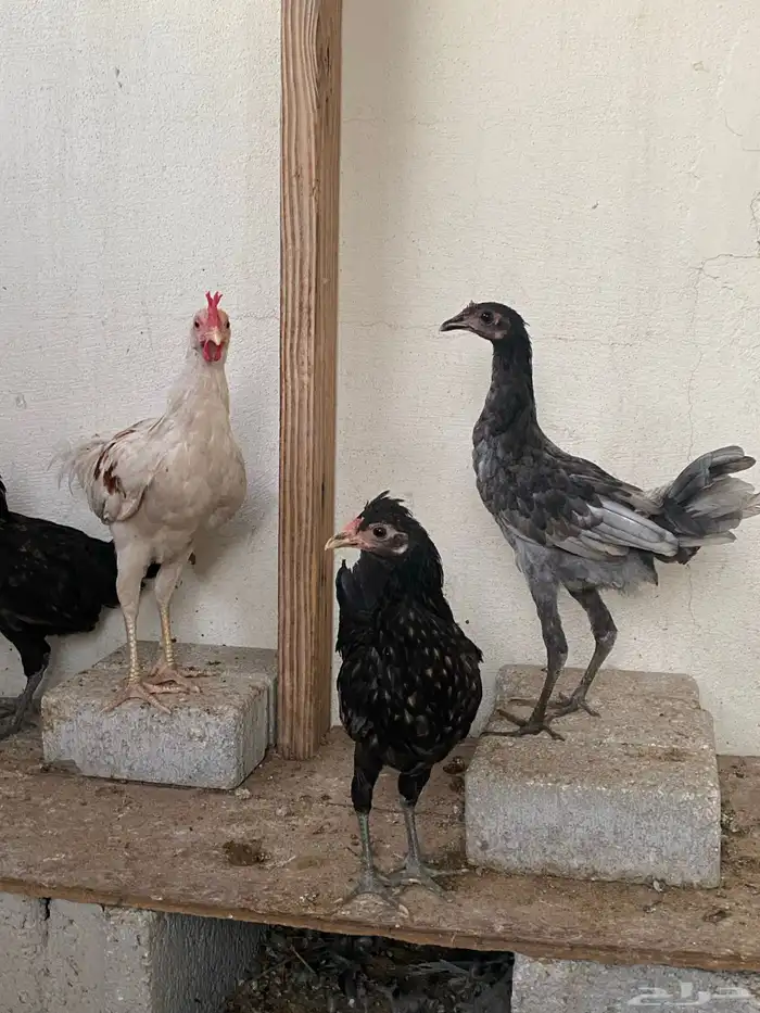 دجاج وديك للبيع 2