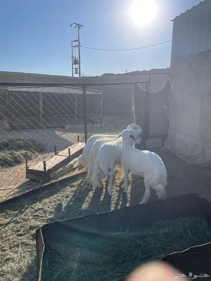 خرفان كفو صنف 2