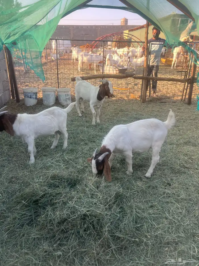 بورقوت تيوس بورقت 1