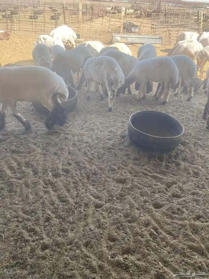 جذعات نعيم 8