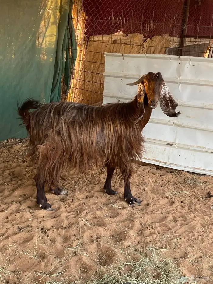 معزاء للبيع 2