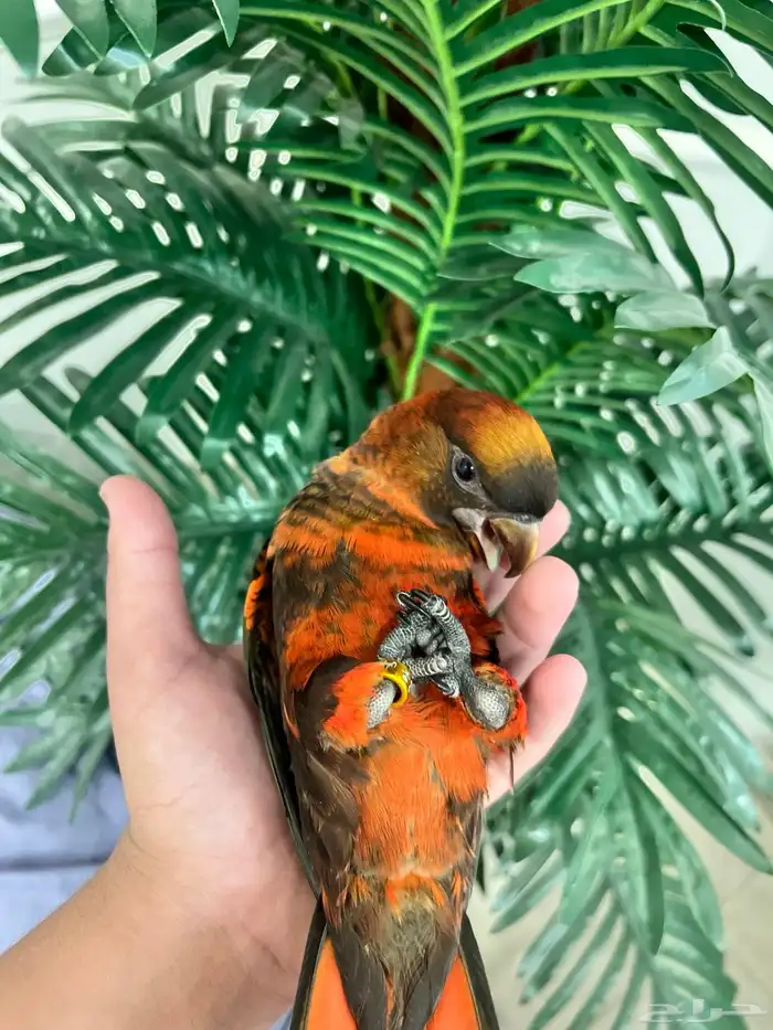 لوري دوسكي الليف حمامه هدد نشبه نهاية غر 2