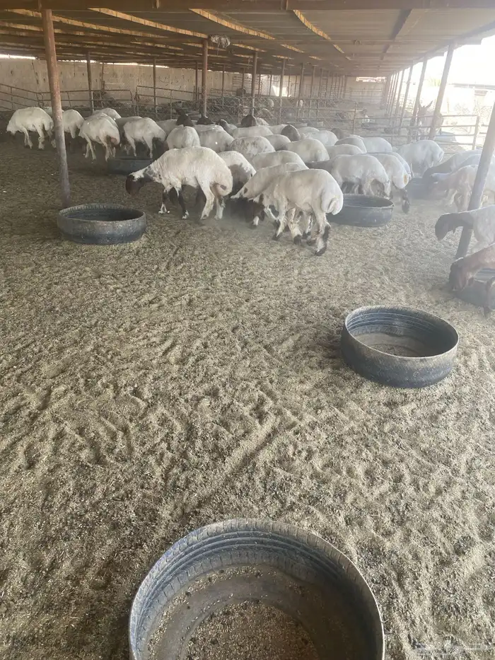 جذعات نعيم 1