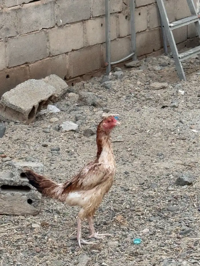 دجاج باكستاني شامو 12