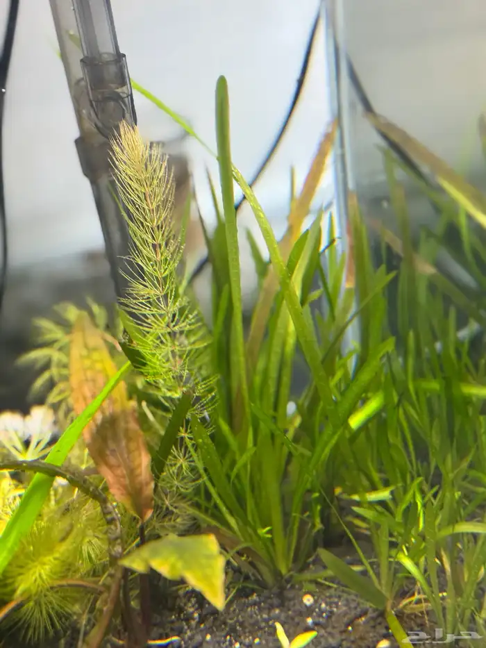 احواض سمك aquarium مزروعة  ونباتات مائية   تصاميم إحترافية 50