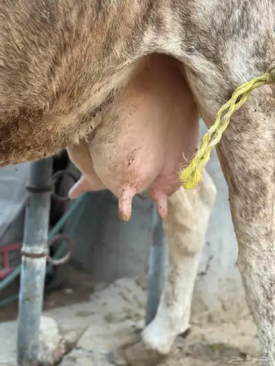 بقره دنماركيه صنف لاهل الصنف الفاخر تحتها عجل index