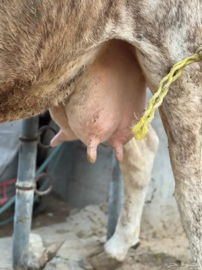 بقره دنماركيه صنف لاهل الصنف الفاخر تحتها عجل 2