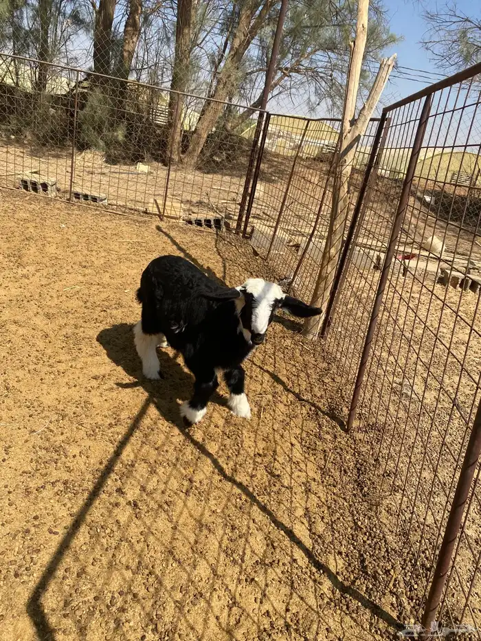 رخال للبيع 0