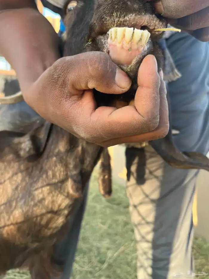 معزاء طيبات رفحاء 8