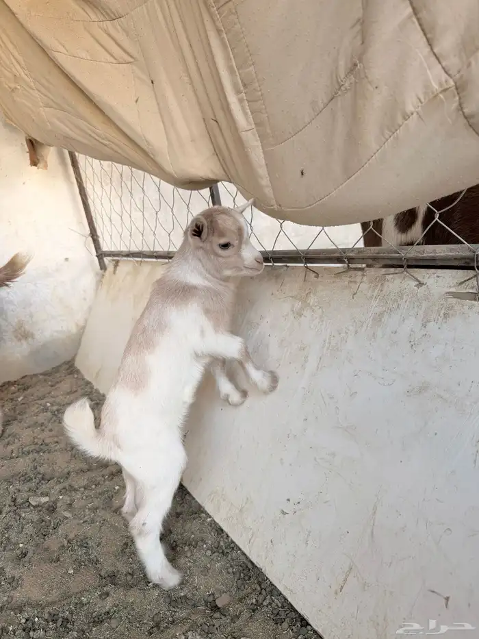 تيوس قزمية صغيرة 1